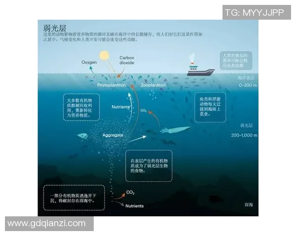 足球鲸鱼的奇幻旅程探索海洋与足球的完美结合